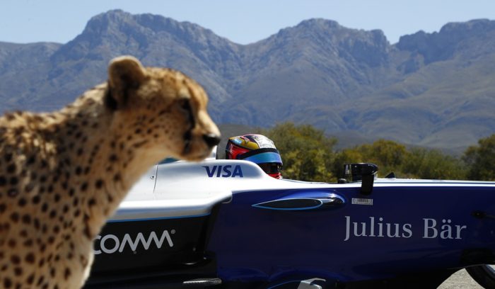 Formula E Driver Tries His Luck With A Cheetah In An Epic Race