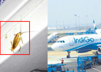 Cockroach Found In Indigo Flight;Charged Fine