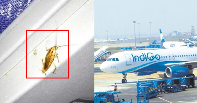 Cockroach Found In Indigo Flight;Charged Fine