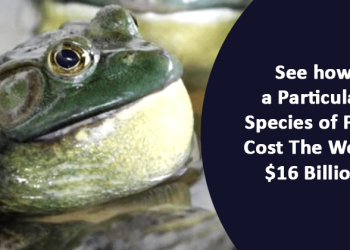 How An American Bullfrog & Brown Tree Snake Cost World $16 Billion