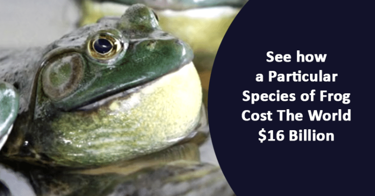 How An American Bullfrog & Brown Tree Snake Cost World $16 Billion