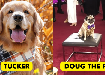 The Top 7 Pet Influencers Taking Social Media by Storm