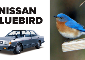 These 8 Car Names Have Actually Been Inspired by Birds