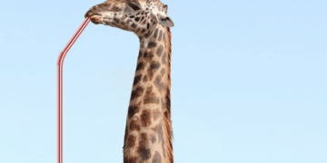 What is #TheGiraffeTrend on Instagram and why are brands picking on the same?
