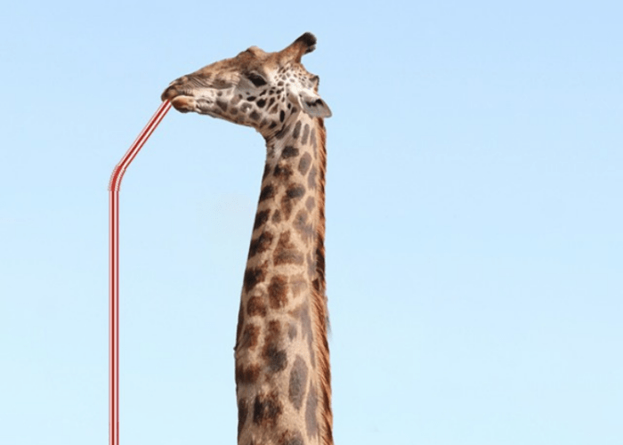 What is #TheGiraffeTrend on Instagram and why are brands picking on the same?