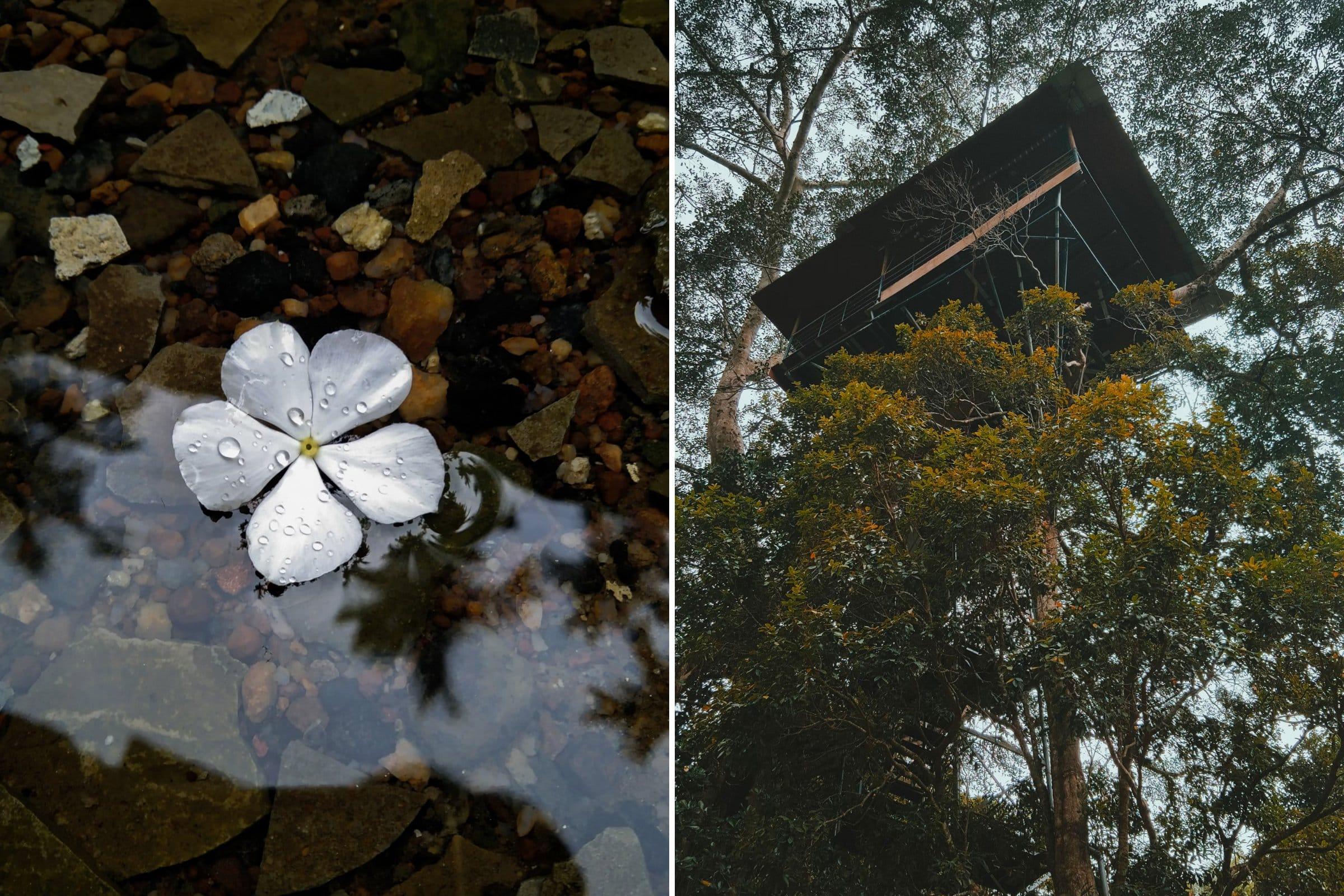 The 8 Best Places to Visit in Wayanad - Tree Houses