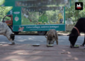 Supertails Takes 'Gully Gully Birthday Bash 2.0' To Bengaluru Streets, Feeds Community Dogs